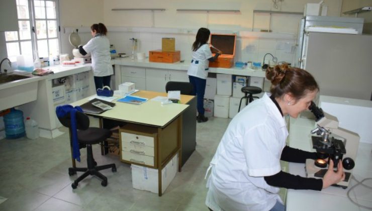 El Laboratorio del Campo incorporó un nuevo servicio para cuidar la sanidad de los rodeos puntanos