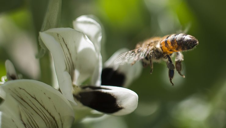 Este año la primavera comienza el 22 de septiembre