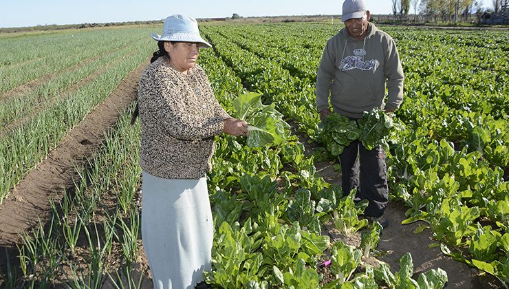 Realizaron la primera cosecha del Plan “Parcelas Hortícolas”