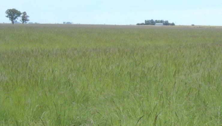 “Pasturas para mi Provincia”: 70 productores del sur incrementarán su producción cárnica