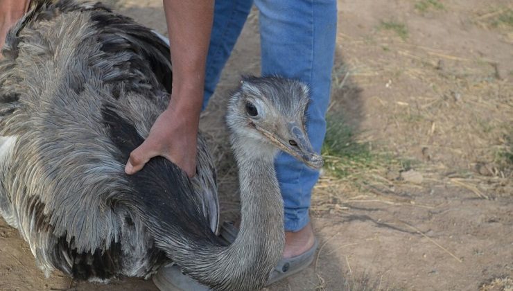 Rescataron un ñandú que sufría mascotismo en Luján