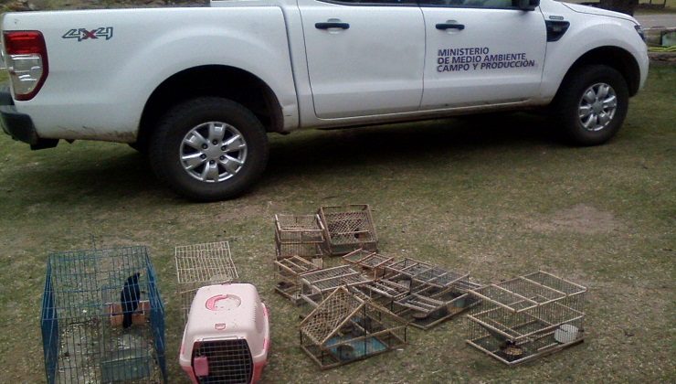 Decomisaron 11 aves canoras, un hurón y dos cabezas de venados de las pampas