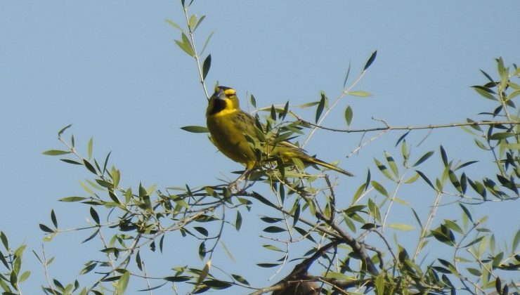 San Luis participó del Censo Nacional de Cardenal Amarillo