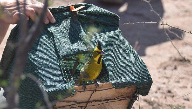 Vuelos de libertad para 15 cardenales amarillos