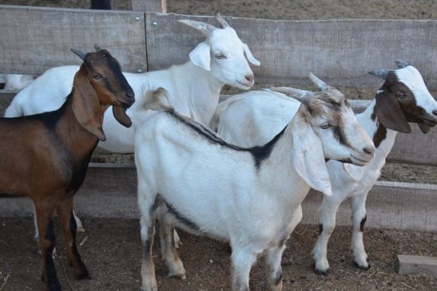 El Plan de Fomento Productivo Rural llega este miércoles a Candelaria