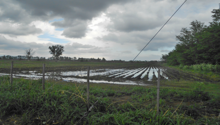 Constataron una pulverización ilegal en una producción de papas en Concarán