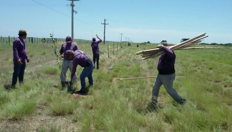 Más de 2.700 árboles visten de verde diferentes accesos provinciales 