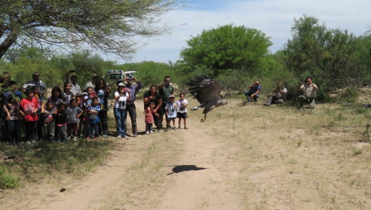 Gracias a su recuperación en San Luis, un águila coronada ya vuela en libertad