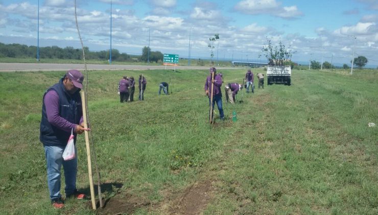 Plantarán más de 15 mil árboles desde Donovan hasta el Autódromo “Rosendo Hernández”