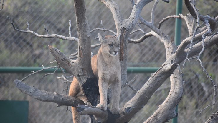 Disfrutá del Centro de Conservación de Vida Silvestre también en verano