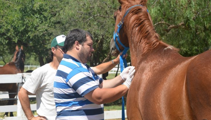 Sanidad animal: San Luis se cuida de la Anemia Infecciosa Equina 