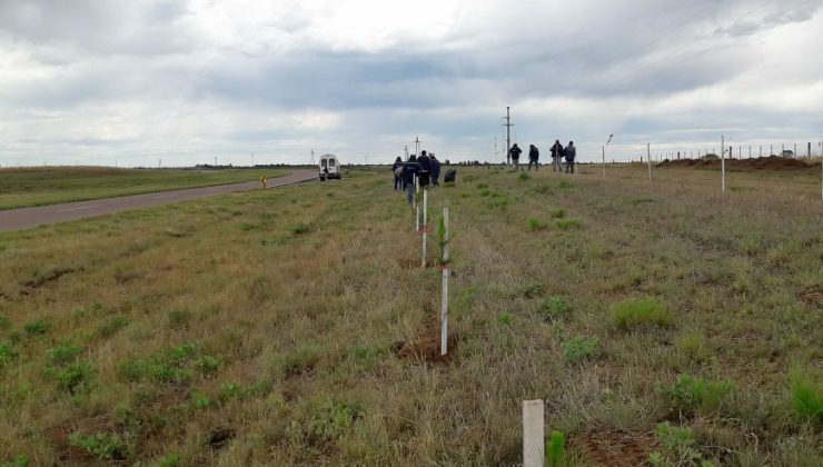 El Gobierno plantó más de 600 árboles en Buena Esperanza