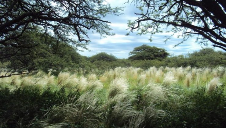 A partir de un banco de germoplasma buscarán reconstruir el bosque nativo degradado