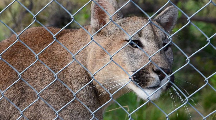 Centro de Conservación de Vida Silvestre: un lugar para visitar en vacaciones y aprender de los animales