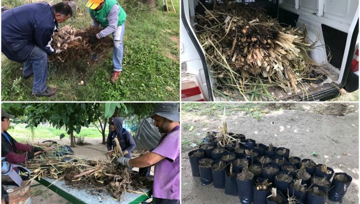 El Ministerio de Medio Ambiente comenzó con la producción de cortaderas