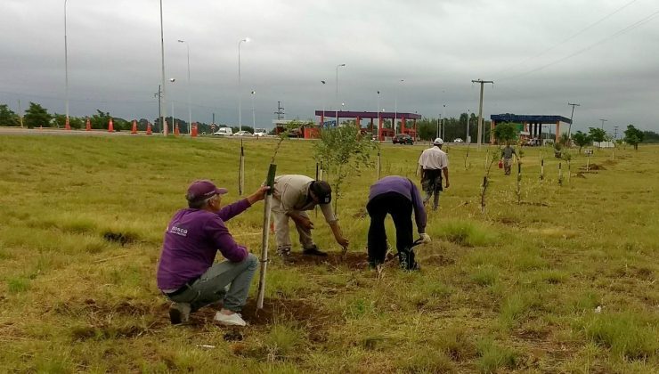 El Plan Provincial de Forestación llegó a Justo Daract