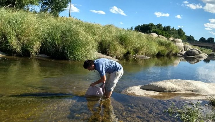 Siembran ríos de la provincia con alevines de truchas