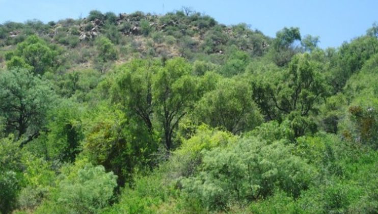 San Luis actualiza el ordenamiento territorial de sus bosques nativos