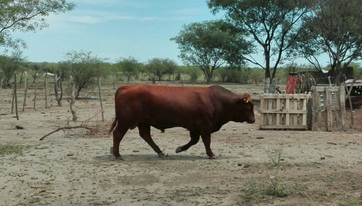 Sanidad animal: repusieron un toro a un productor del departamento Ayacucho