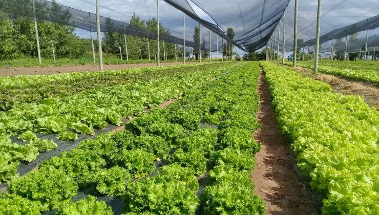 “Sol Puntano” busca la certificación en buenas prácticas agrícolas