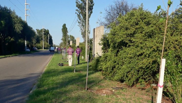 La forestación llegó al Parque Industrial Sur de San Luis