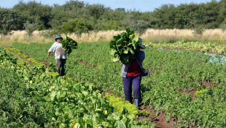 La comunidad boliviana ya tiene sus primeras cosechas