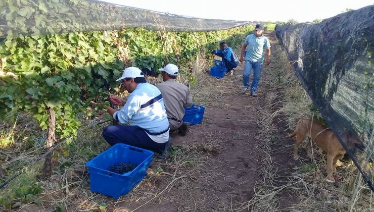 Cosecha de uvas para vino en Sol Puntano