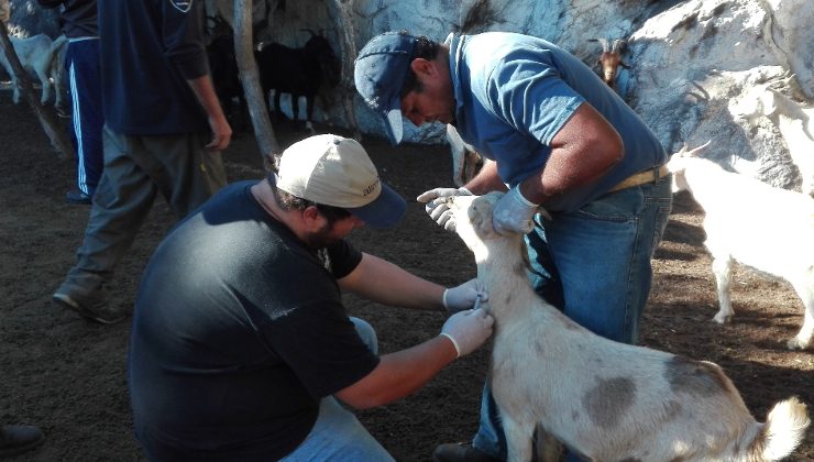 Asesoramiento y asistencia sanitaria a pequeños productores puntanos