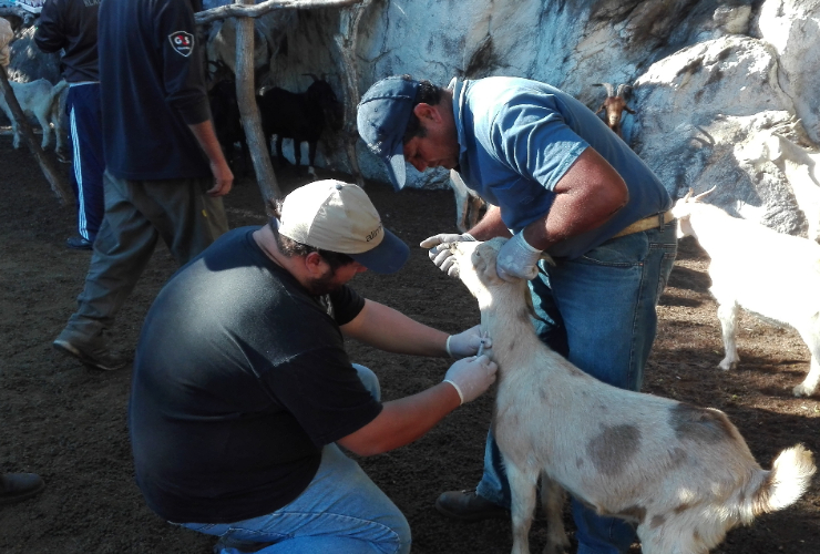 Veterinarios realizaron muestras de sangre a 139 animales (caprinos y ovinos) en el departamento San Martín.