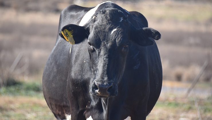 Pringles: realizaron muestras de sangre para diagnóstico de brucelosis bovina