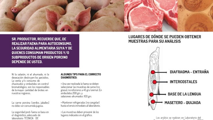 Prevención de Triquinosis: recomendaciones a productores porcinos