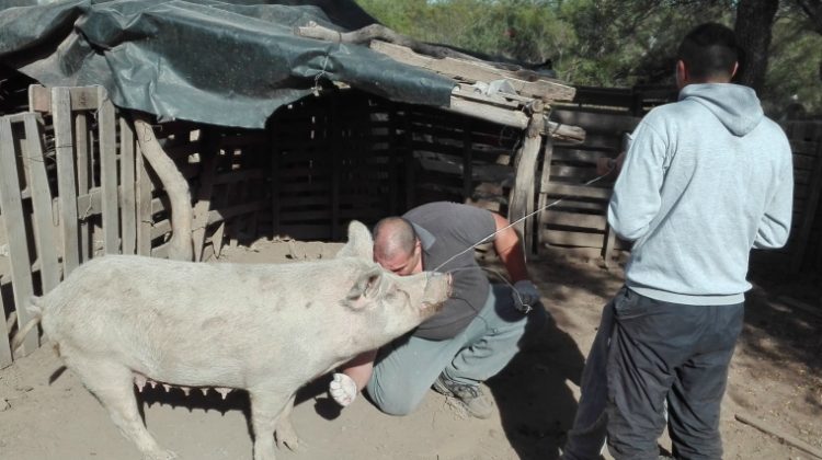 Realizaron controles sanitarios en campos de Nogolí y San Luis