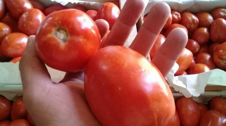 Sol Puntano venderá tomates de cosecha propia para elaborar salsa