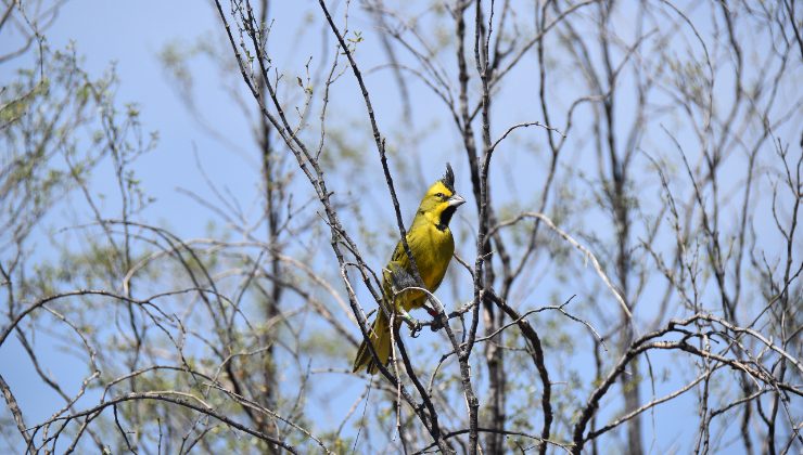 Luego de rehabilitarlos, Medio Ambiente reintegró siete cardenales amarillos a su hábitat