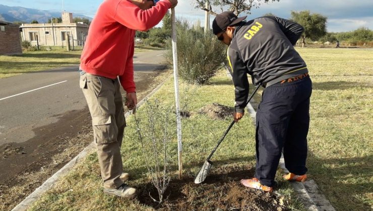 El Plan Provincial de Forestación llegó con sus árboles a Villa de la Quebrada