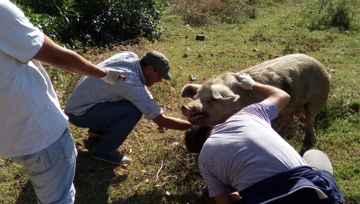 El Ministerio realizó acciones de sanidad animal en un establecimiento de Potrero de los Funes