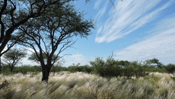 En el marco de la Ley de Bosques, impulsan la industria de la leña y el carbón