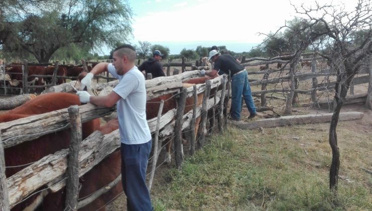 Asistencia sanitaria en Árbol Solo para erradicar la brucelosis bovina y caprina