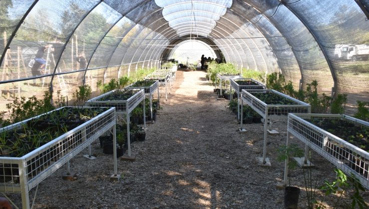 Construyeron un invernadero que da vida a plantas de interior y ornamentales