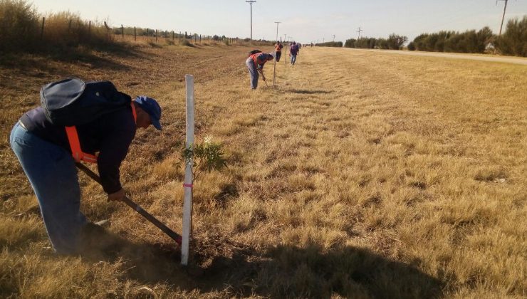 Continúan los trabajos de forestación en diferentes puntos de la provincia