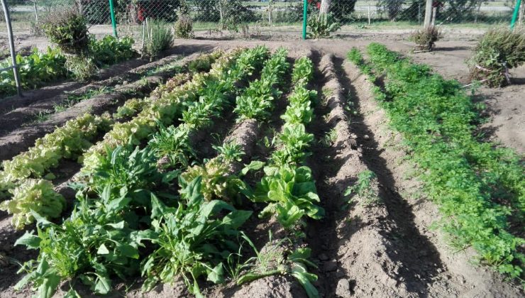 Huerta agroecológica demostrativa en “Sol Puntano”