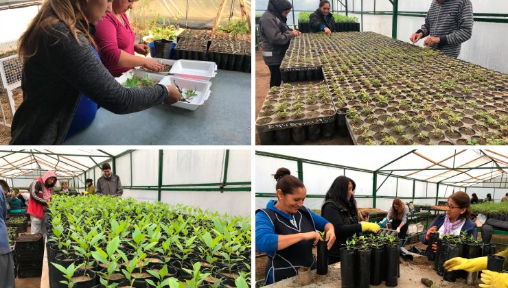 Plena producción en el vivero de la ex Colonia Hogar