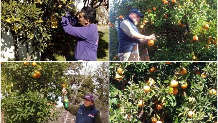 Recomendaciones para cuidar los frutales ante la aparición de plagas