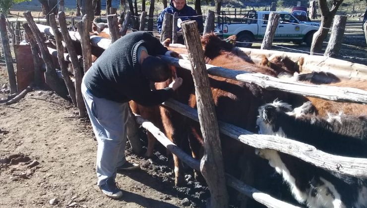 Acciones sanitarias en Estancia Grande