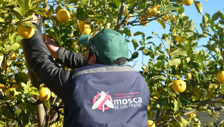 Beneficiarios del Plan Solidario enseñan a los vecinos a cuidar sus frutales