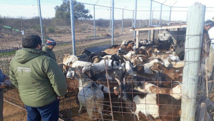 Acciones de sanidad animal en el Complejo Penitenciario “Pampa de las Salinas”