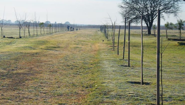 La cartera medioambiental organiza múltiples actividades por el Día del Árbol