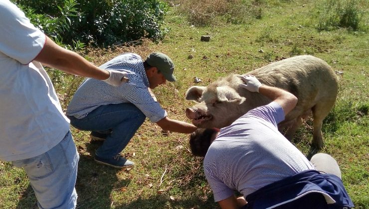 En lo que va del año se tomaron muestras a más de 4.000 animales