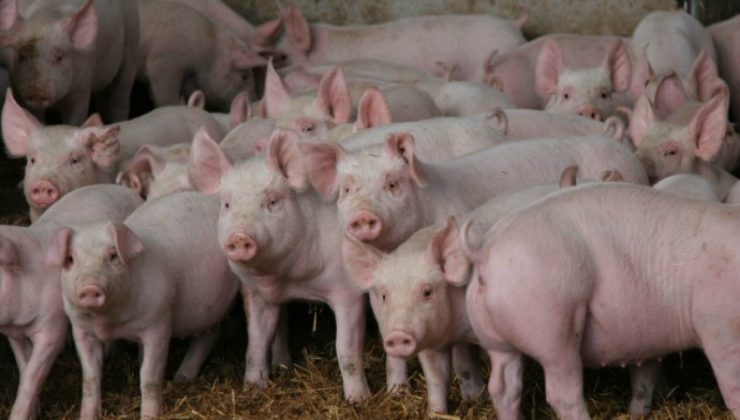 San Luis prohíbe el ingreso de carne de cerdo desde Estados Unidos por riesgo del Síndrome Disgenésico y Respiratorio Porcino