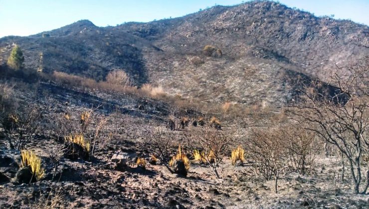 Los últimos incendios en la provincia arrasaron con más de 17 mil hectáreas